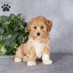 Bonnie, Bich-Poo Puppy